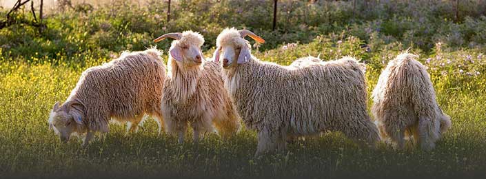 Mohair