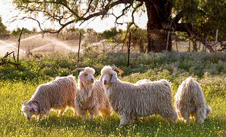 Mohair - Better than wool